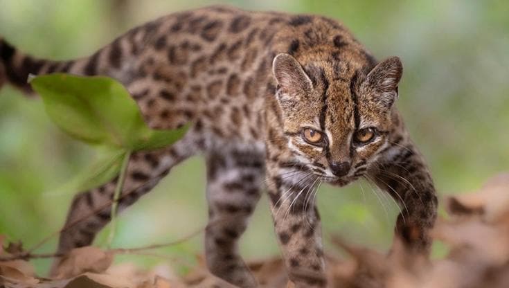 In Bolivia, identificato il gatto tilcayo: una nuova specie felina dopo più di cento anni