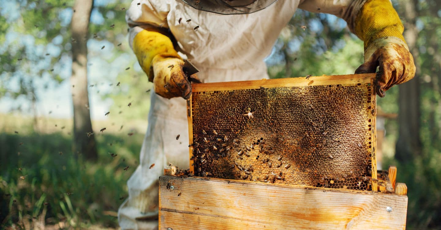 Nuovo bando da oltre 1,3 milioni per sostenere l’apicoltura siciliana